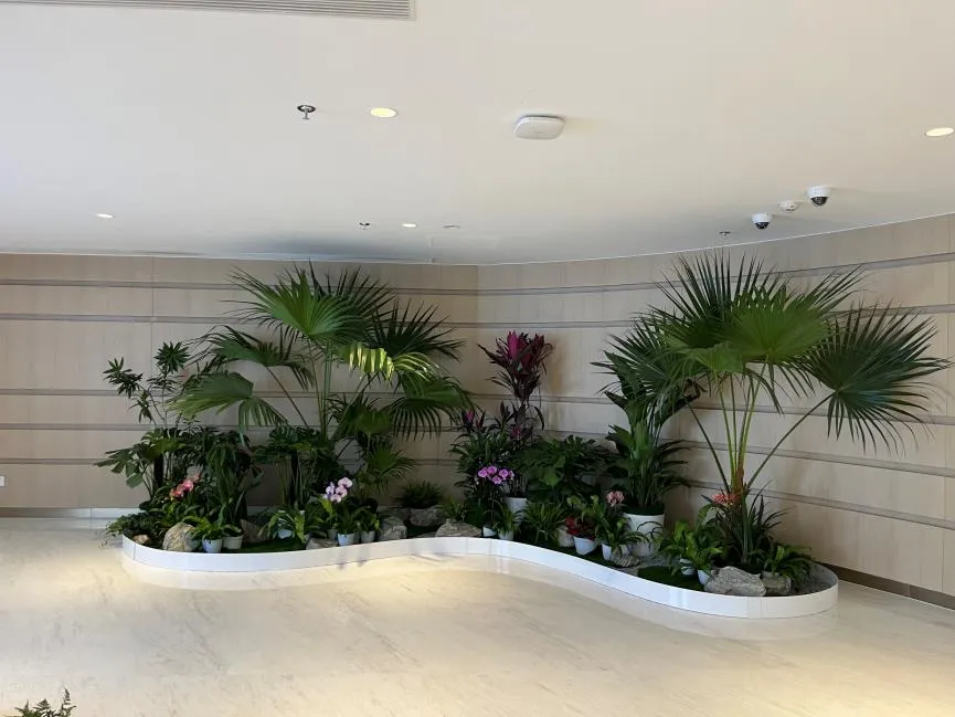 解锁宁波北仑盆景租赁方案，装点你的理想空间