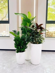 江北绿植租摆设计